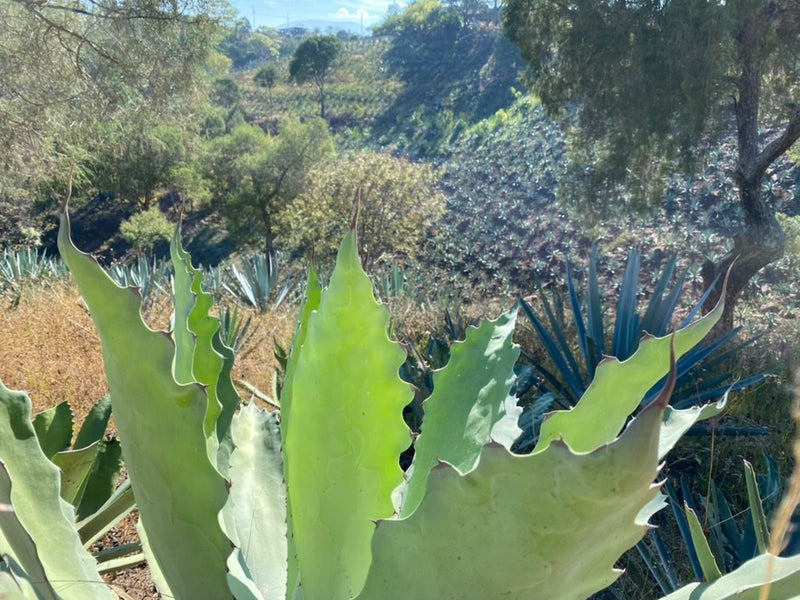 fields for the Tobala - Santa Inés Sola Batch: FV-01 Mezcal exclusive to Sin Gusano