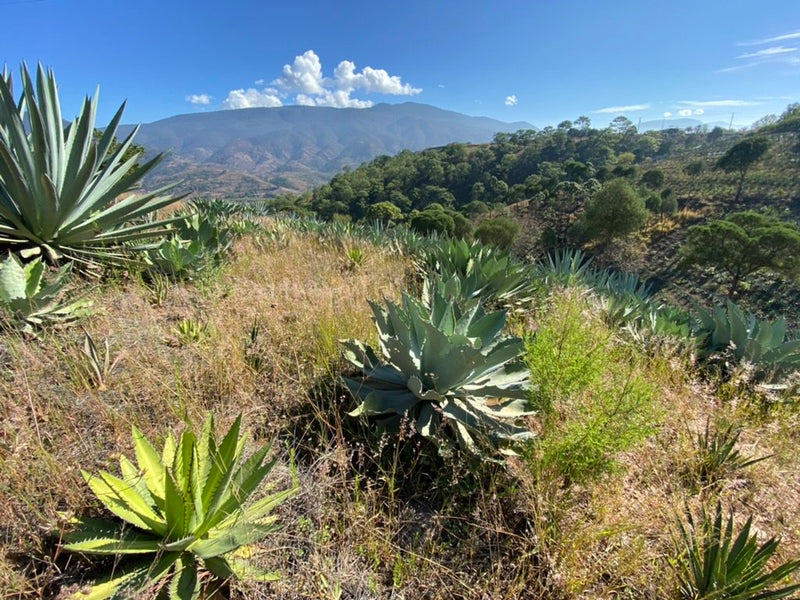 fields of agave for the Tobala - Santa Inés Sola Batch: FV-01 Mezcal exclusive to Sin Gusano