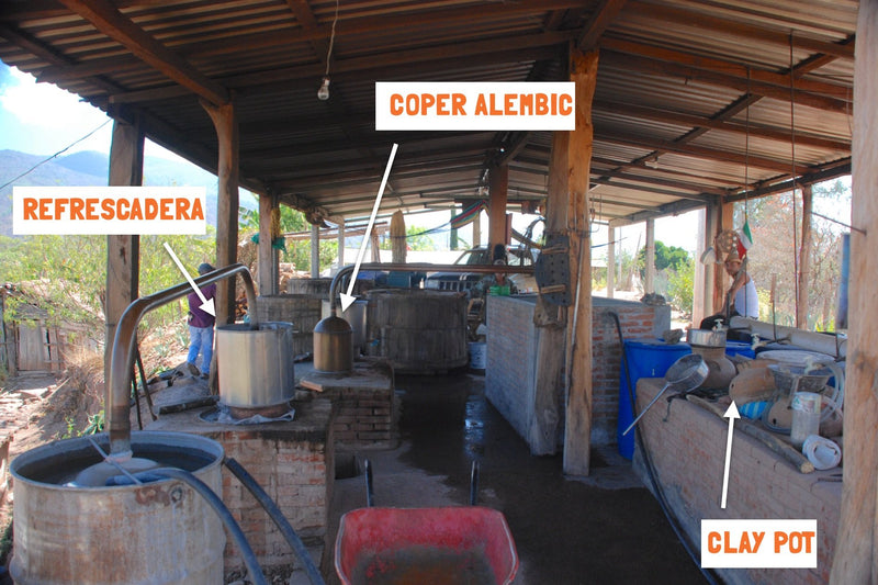 Creation of the Tobala - Santa Inés Sola Batch: FV-01 Mezcal exclusive to Sin Gusano