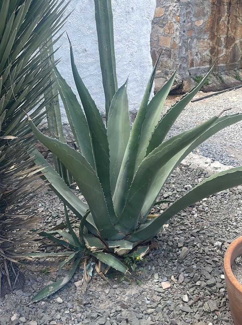 Maguey Bruto agave used for mezcal