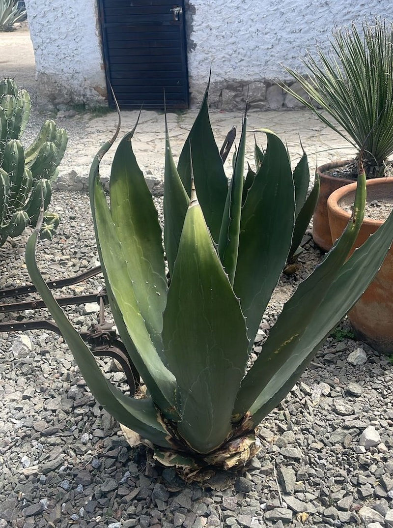 Maguey Cimarron agave plant grown for mezcal production