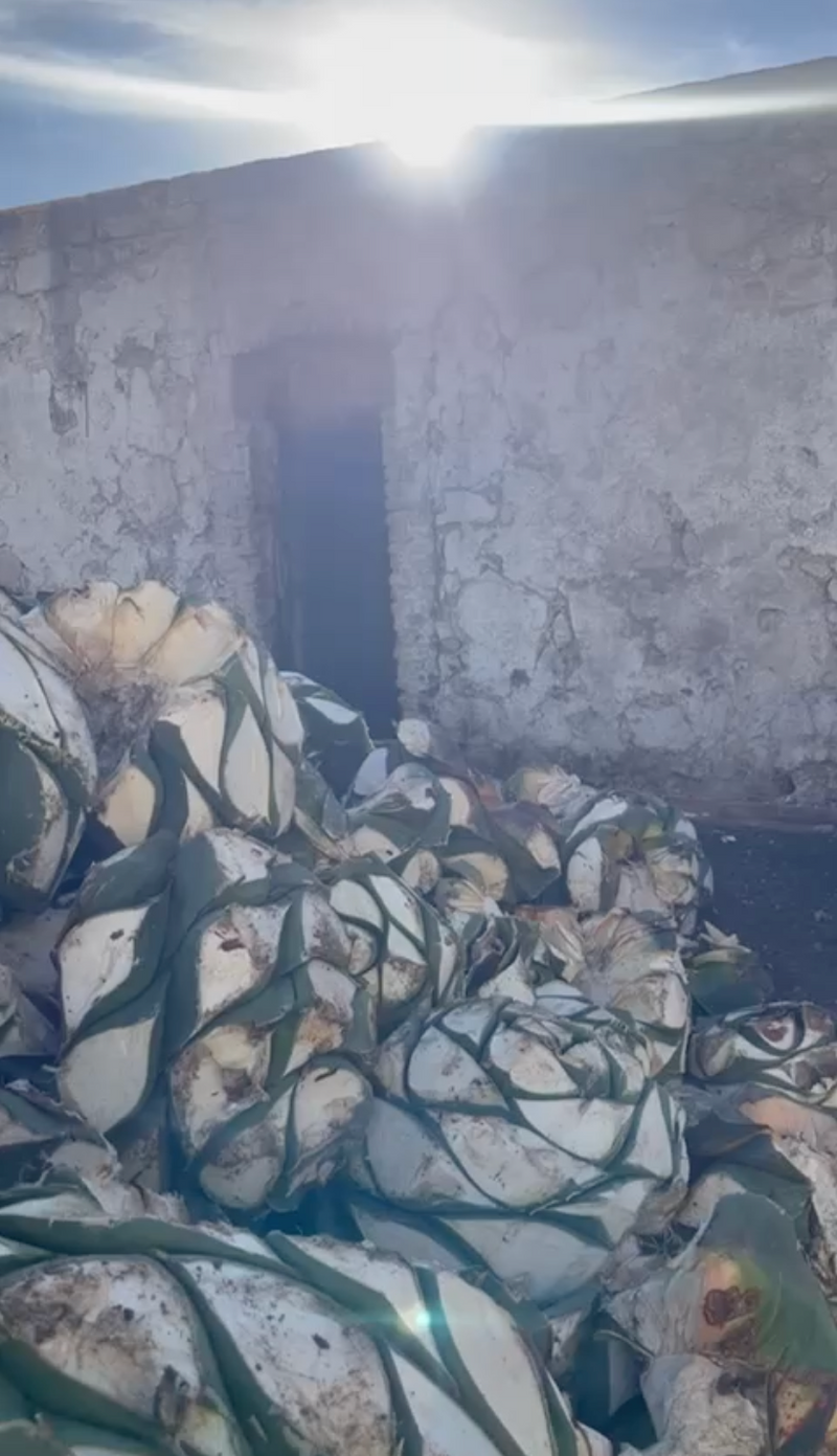 large amounts of agave pinas piled up ready to make mezcal