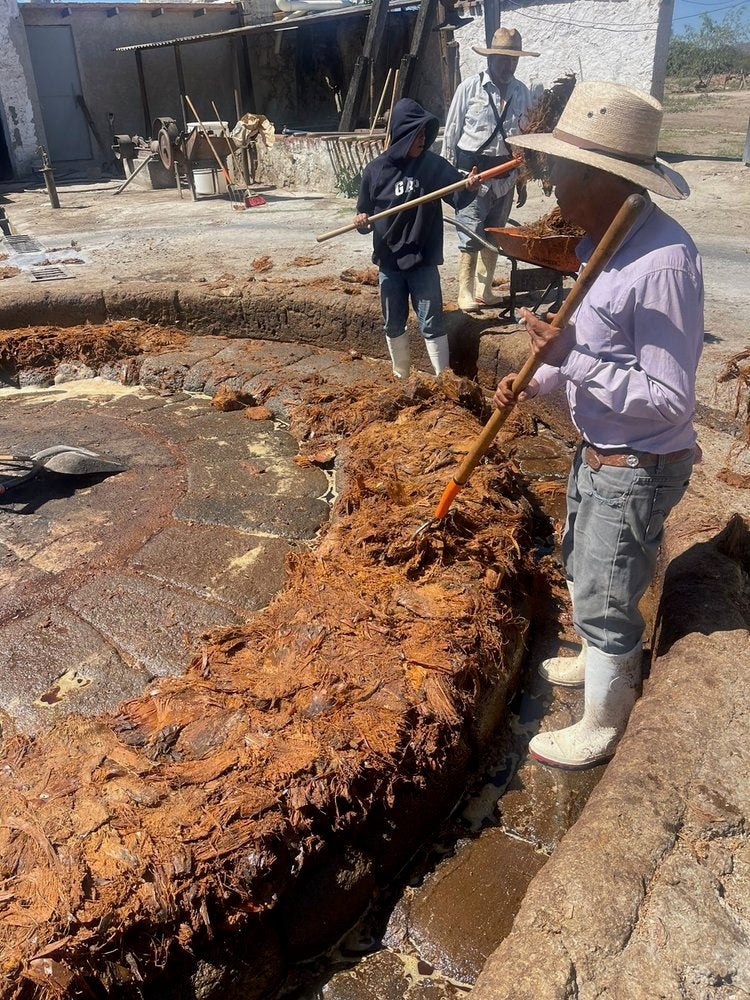 A man milling agave plants to make mezcal