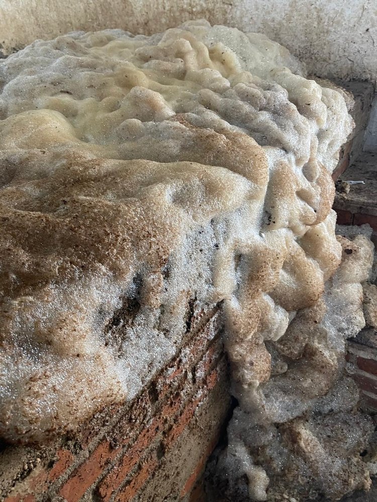 foam pouring out of the batch of pina's fermenting to make mezcal