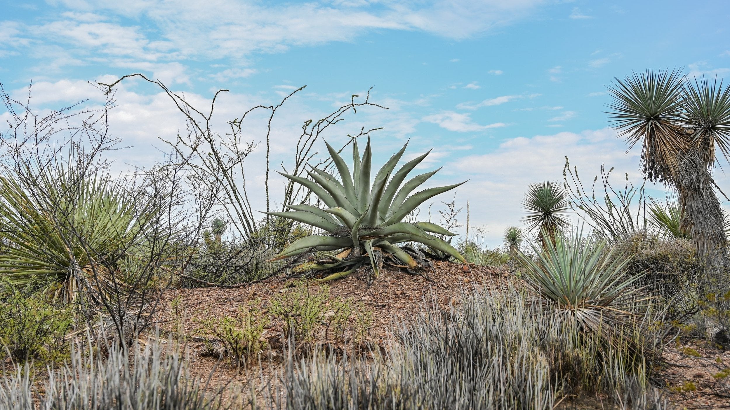 Agave growing in mexico ready to be made into mezcal for limited release small batch bottles by the Sin Gusano project