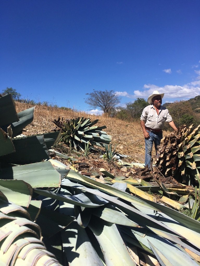 recently harvested agave for mezcal