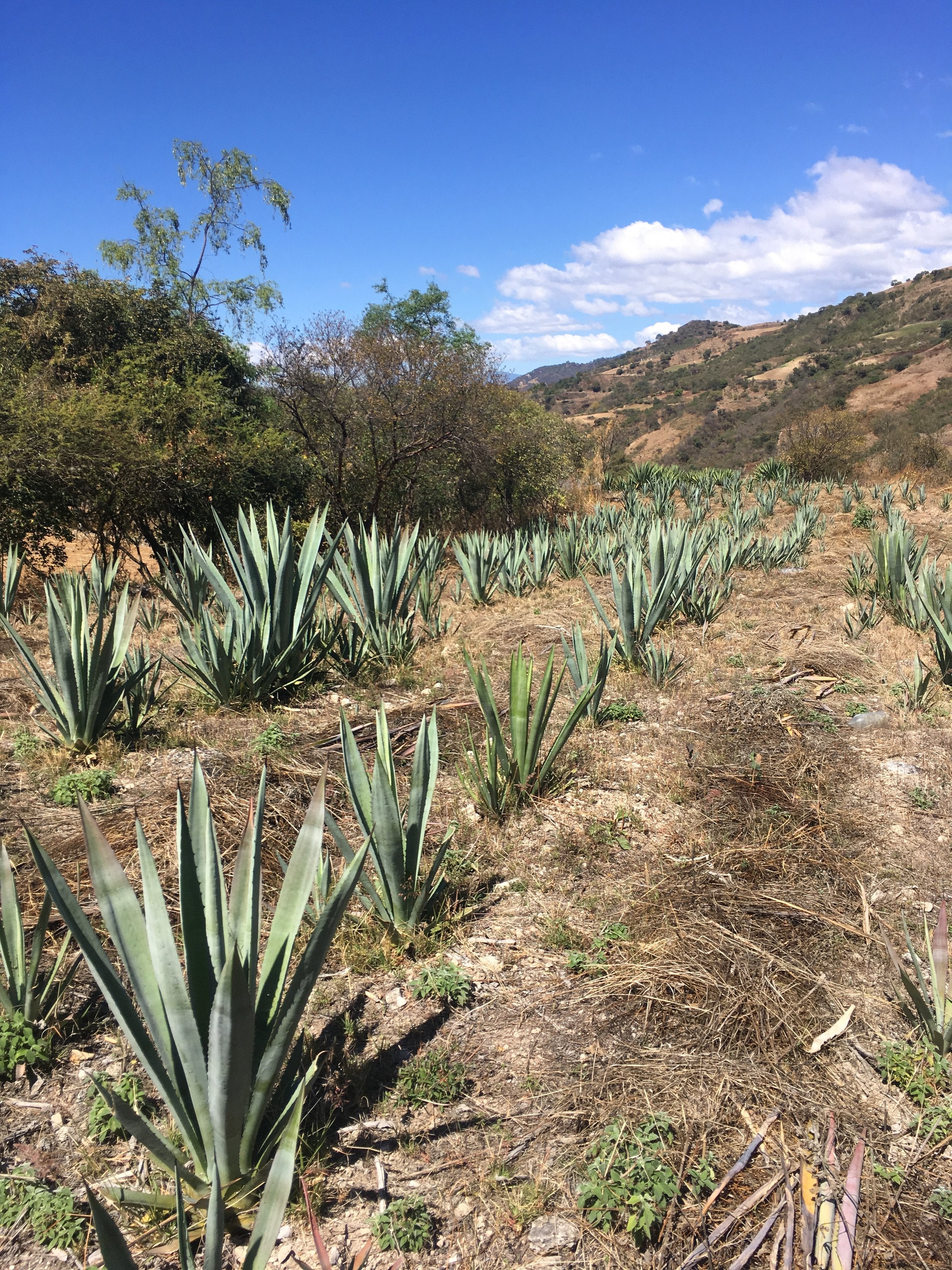 rows of young agave growing for mezcal production
