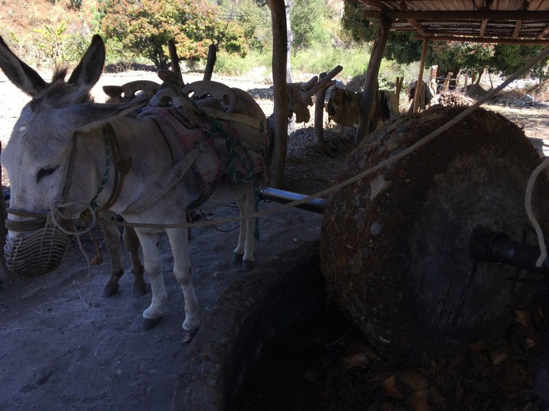 A donkey pulling a tahona stone to mill and crush pinas for mezcal