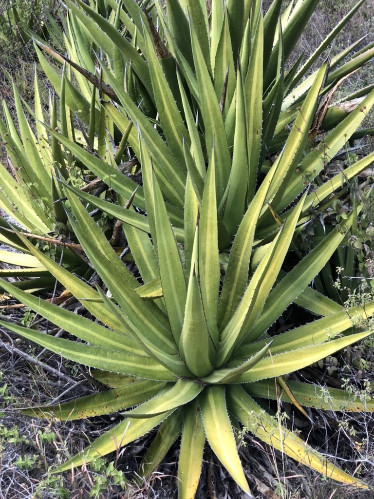 Agave grown for mezcal production