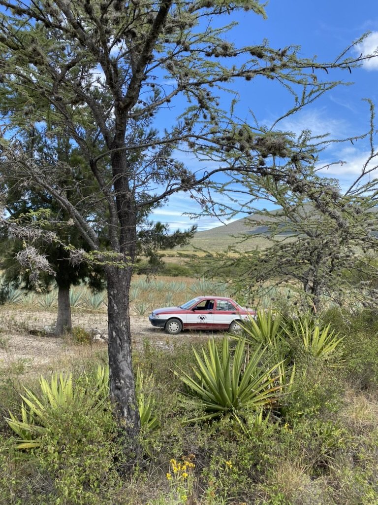 A car in the field of agave checking when it is ready for harvesting for mecal