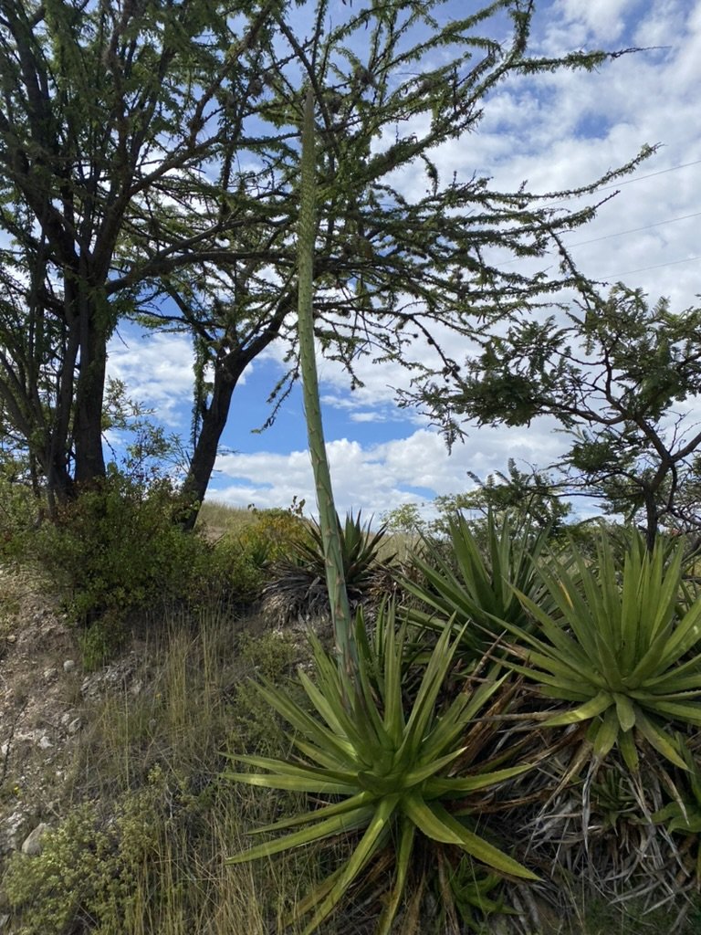 The Jabalí plant itself is far from rare. In fact it’s probably the most common wild agave in the wider Miahuatlán region