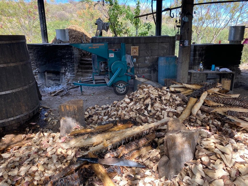 Pinas being shredded for mezcal production