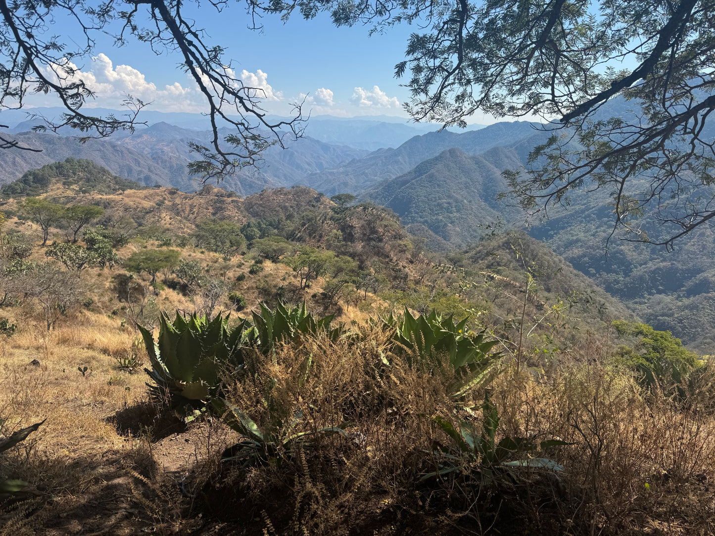 Chino con Alto - Michoacán