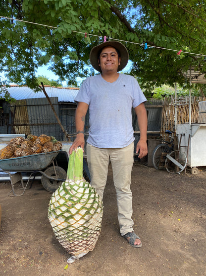 Tobaziche - Amatengo, PUNTAS COLLECTION (20cl)