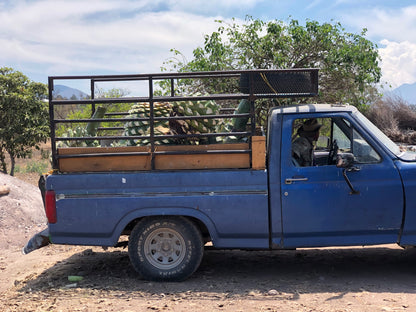 Tobala y Tepextate - Amatlán
