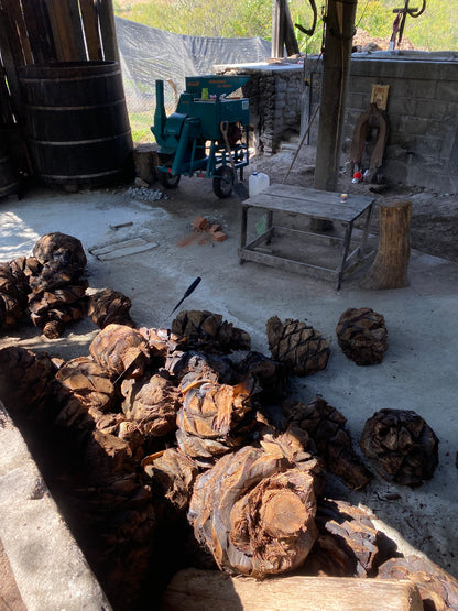 Tobala - San Luis Amatlán (Nov'22)