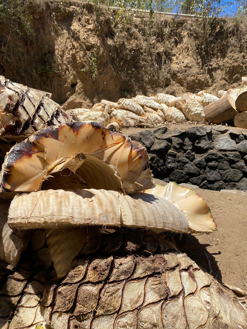 Agave waiting for the oven to make mezcal