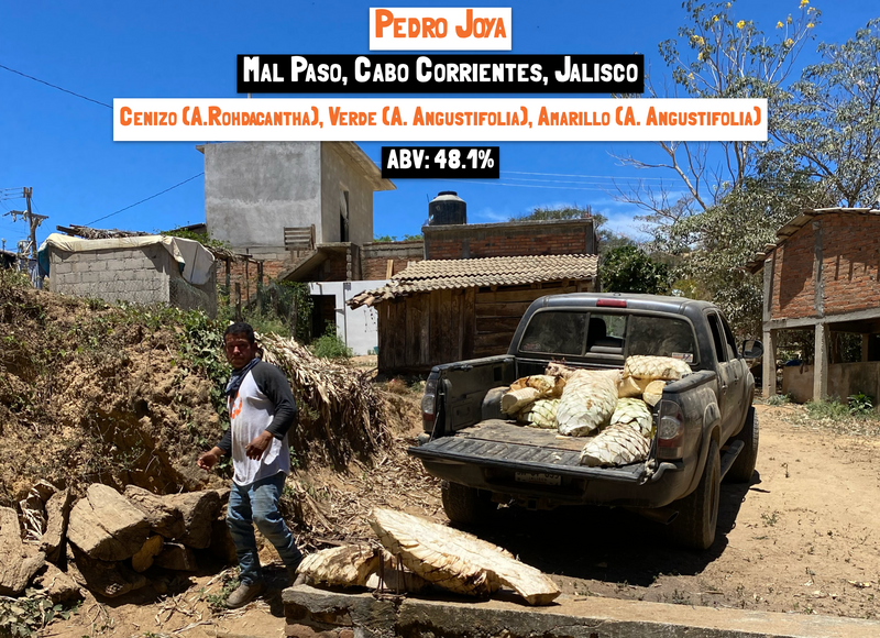 main image for the Raicilla Costa 2023 mezcal library