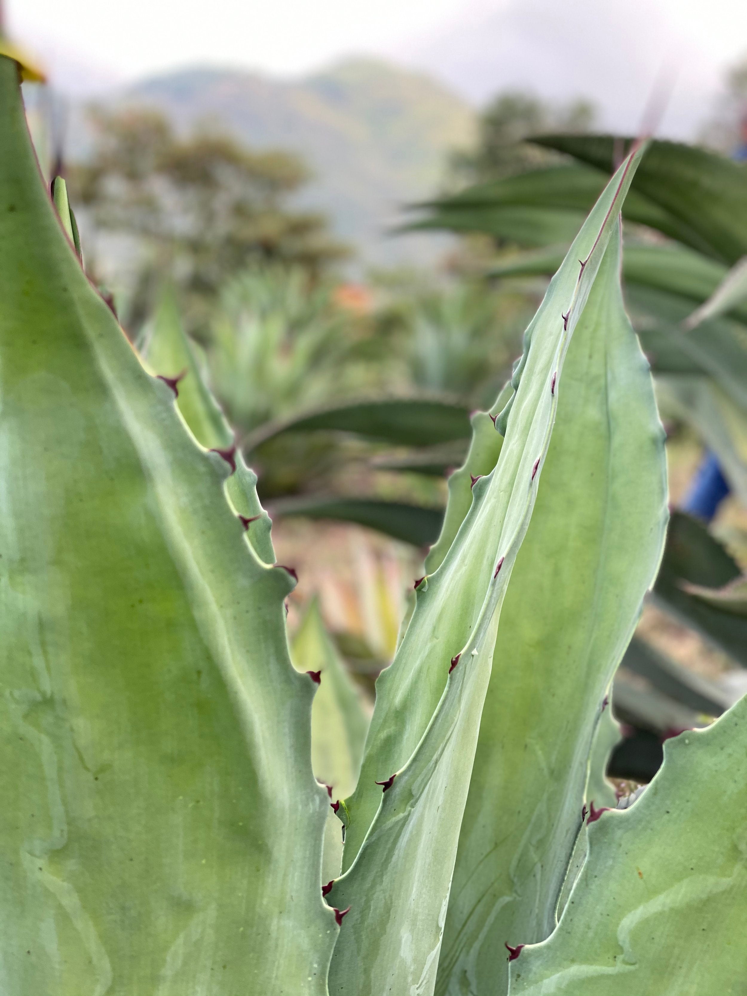 An agave plant