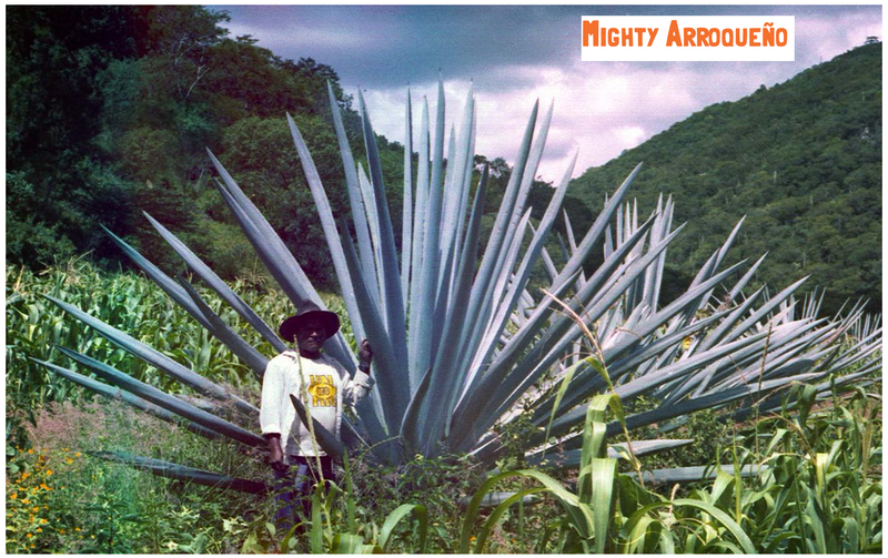 the Arroqueño agave plant, twice the height of the man stood next to it