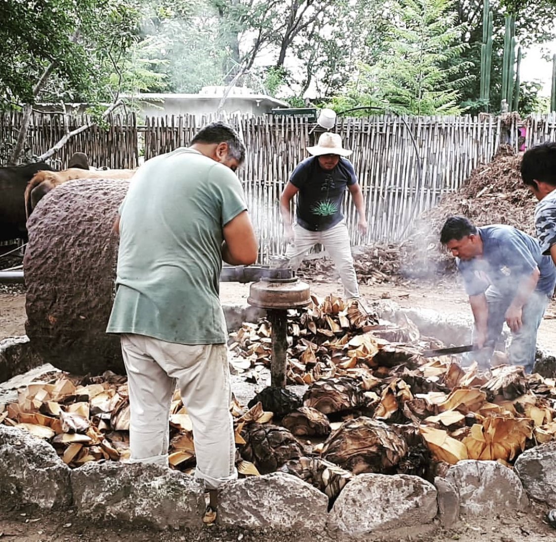 a group of men cooking pinas to make mezcal