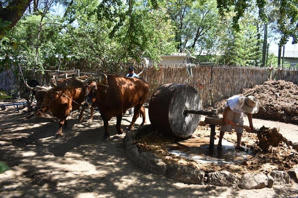 Bulls pulling a tohano stone to crush and mill the pina for mezcal 