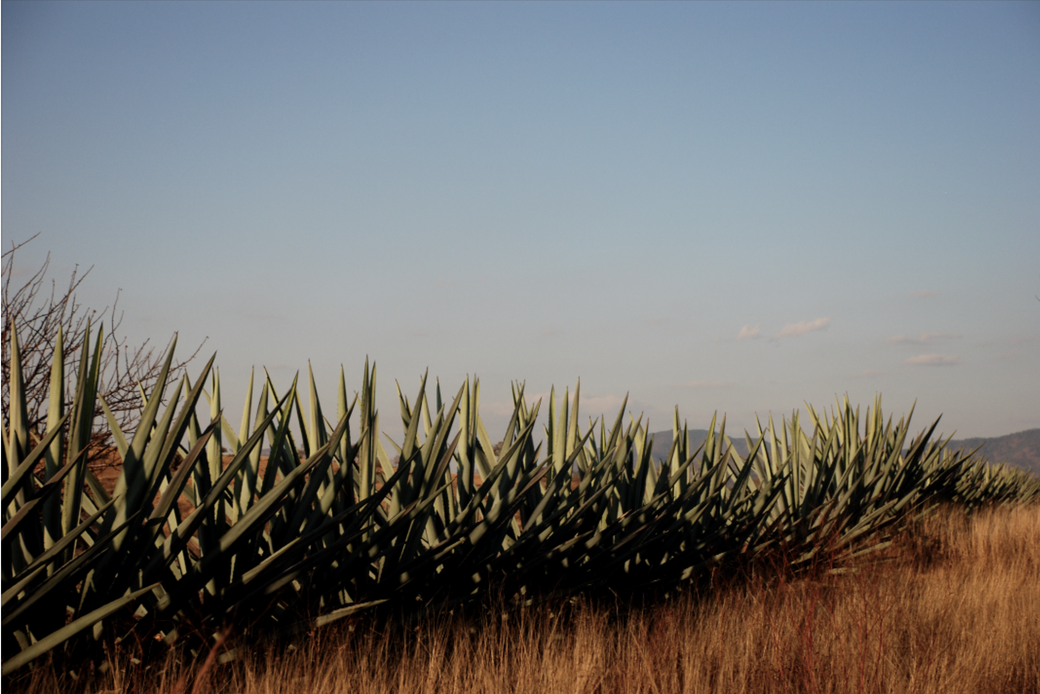 rows of agave growing in a field until they are ready to be harvested for mezcal