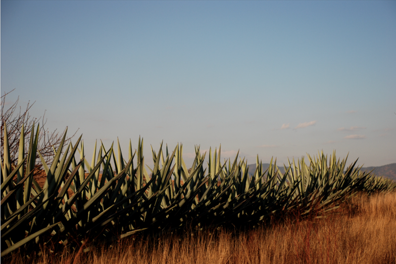 rows of agave growing in a field until they are ready to be harvested for mezcal