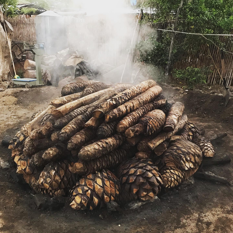 Espadín, Madrecuishe, and Mexicano in the oven