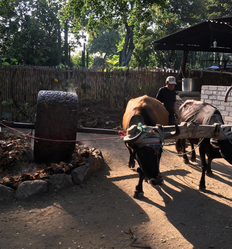 Bulls pulling tahona for mezcal production