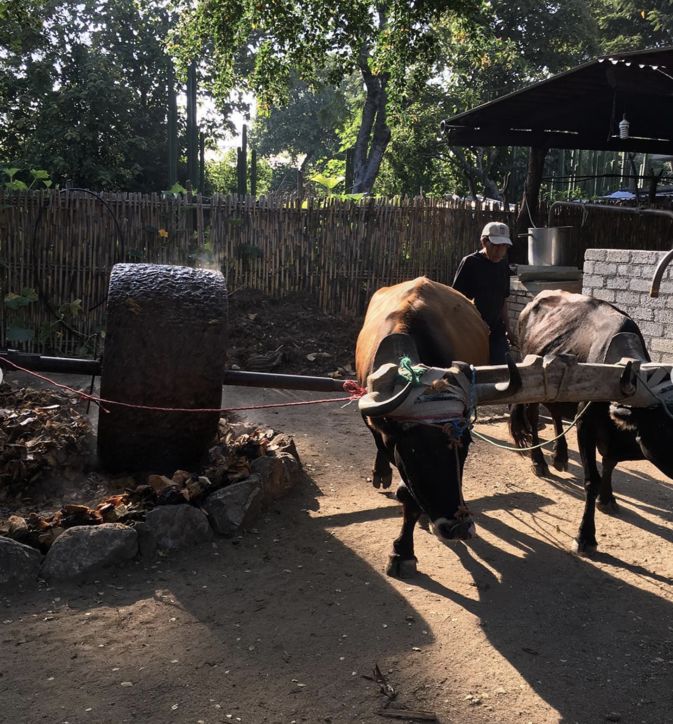 Bulls pulling a tahona stone for milling pina to make mezcal