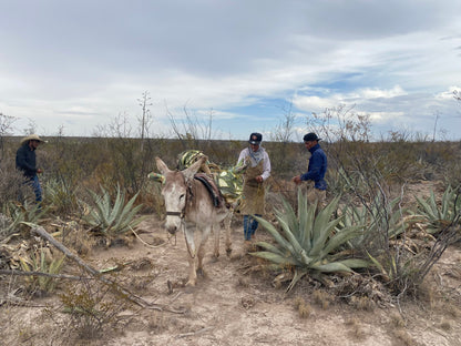 Carrying the Mezcal for the Lamparillo - Zona del Silencio Mezcal. Limited bottling available at Sin Gusano