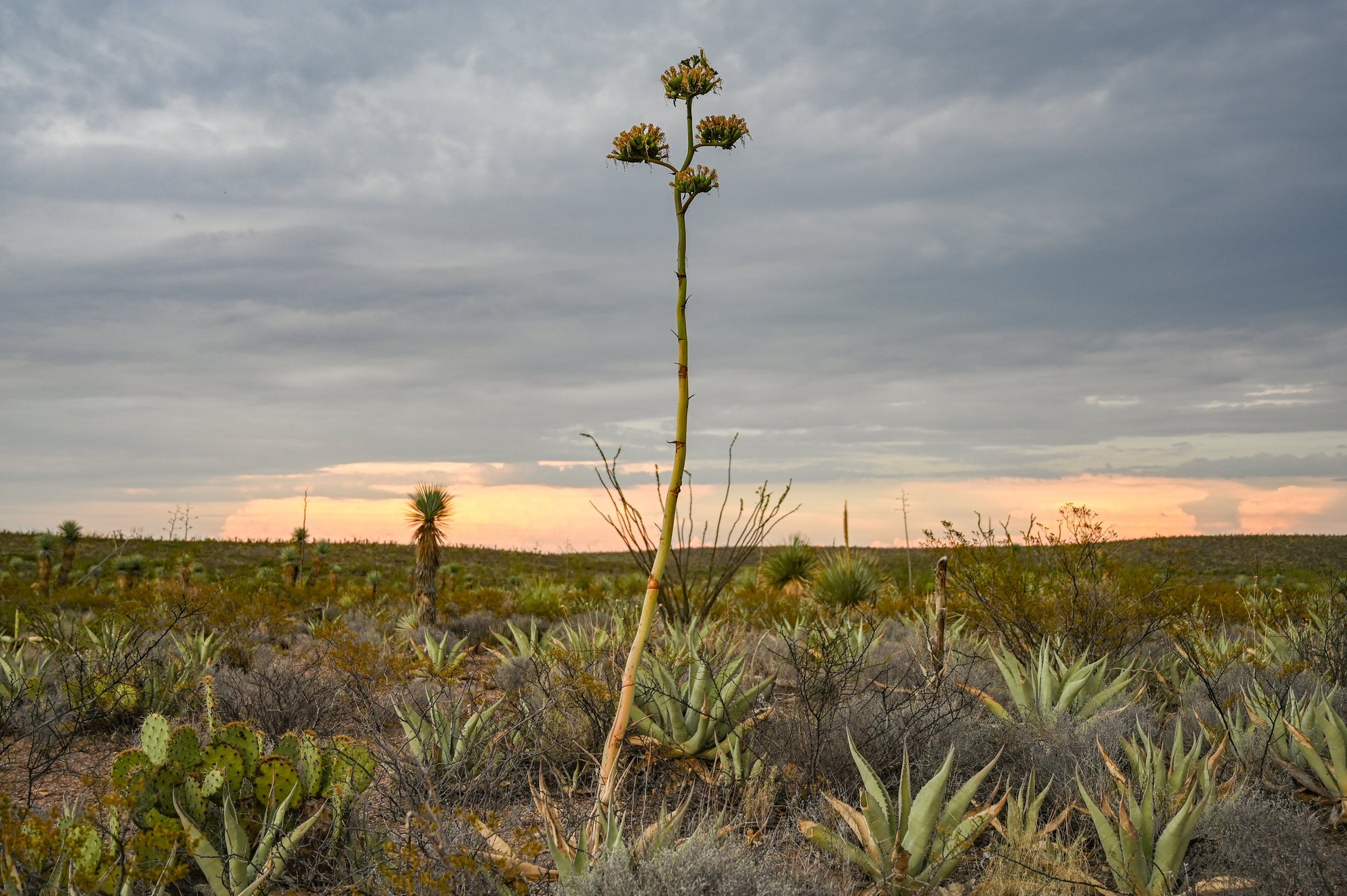 Wild agave growing for the Lamparillo - Zona del Silencio Mezcal. Limited bottling available at Sin Gusano