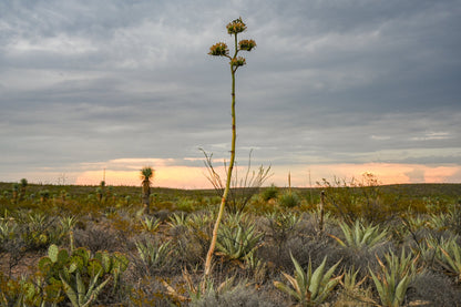 Wild agave growing for the Lamparillo - Zona del Silencio Mezcal. Limited bottling available at Sin Gusano