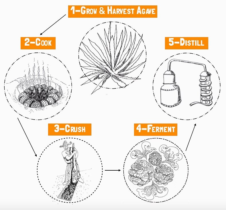 Making Mezcal process