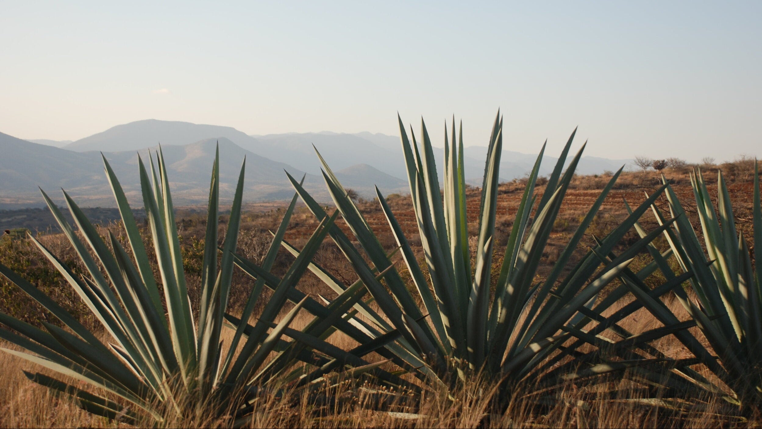 Agave in the mountains an imagefor the Mezcal basics section of the Sin Gusano Project website