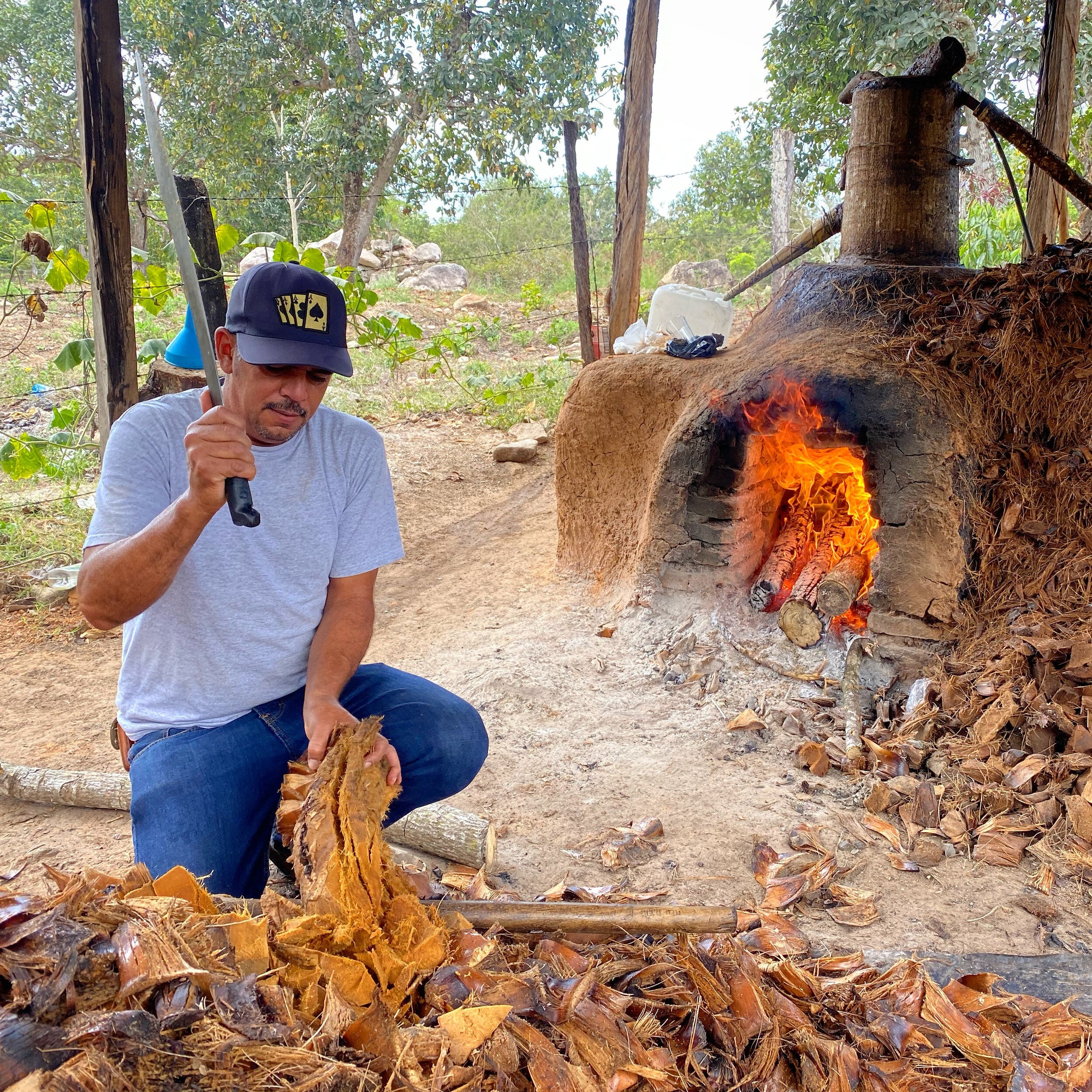 Cooking Pina's to make mezcal for the Sin Gusano project 