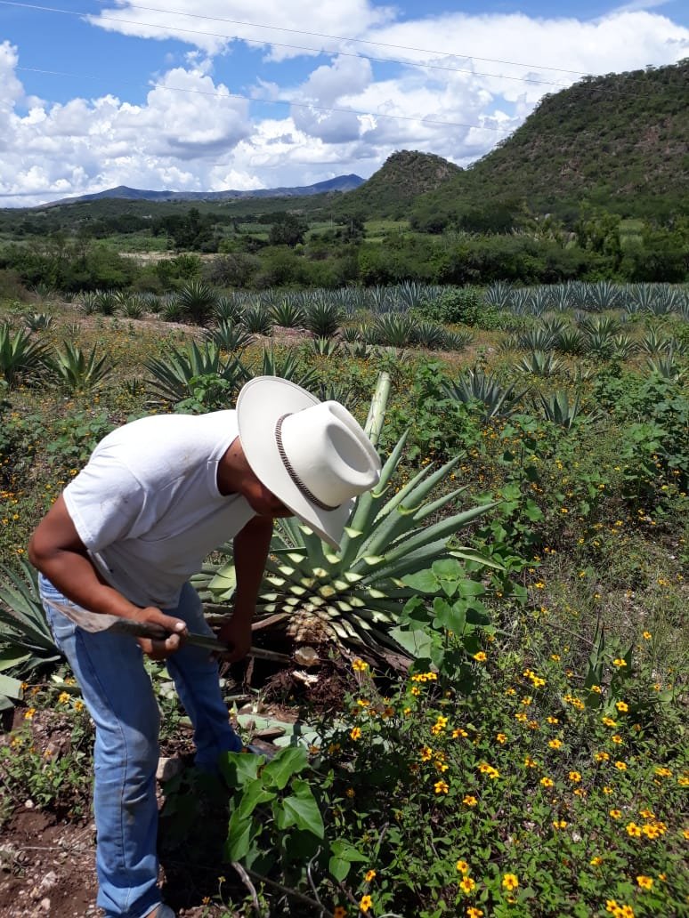Agave being harvested for mezcal production
