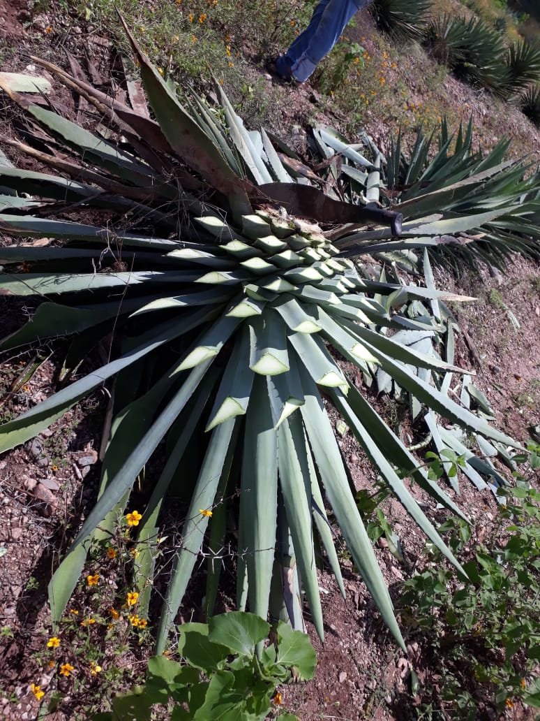 Agave being harvested for mezcal production