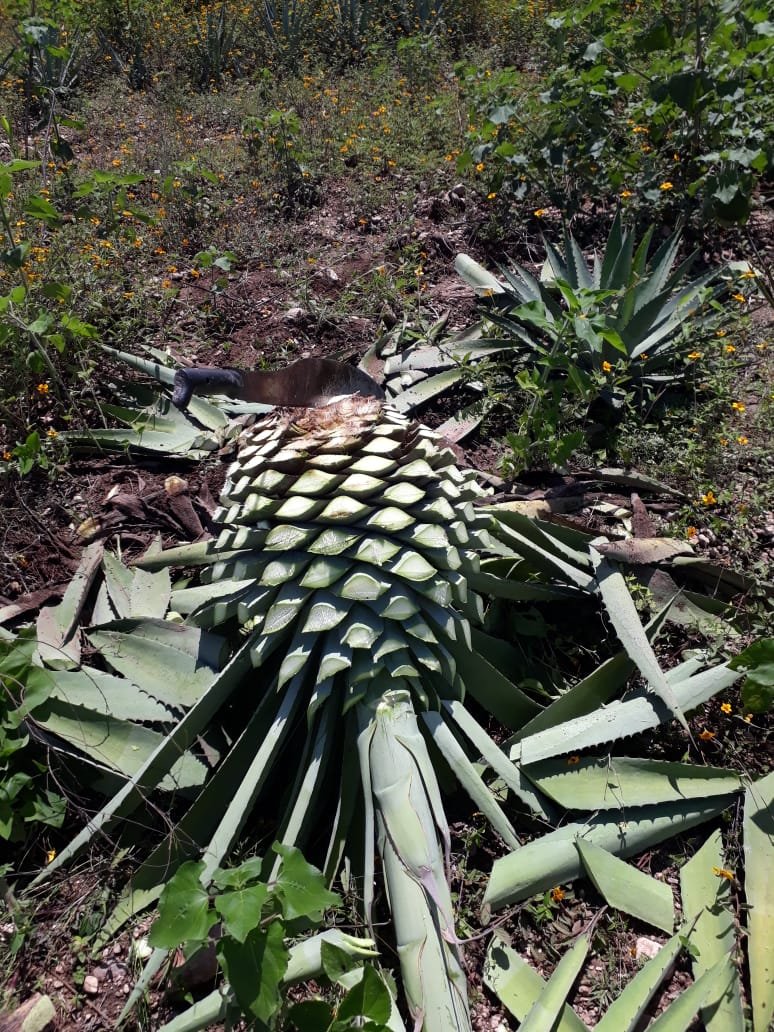 Agave being harvested for mezcal production