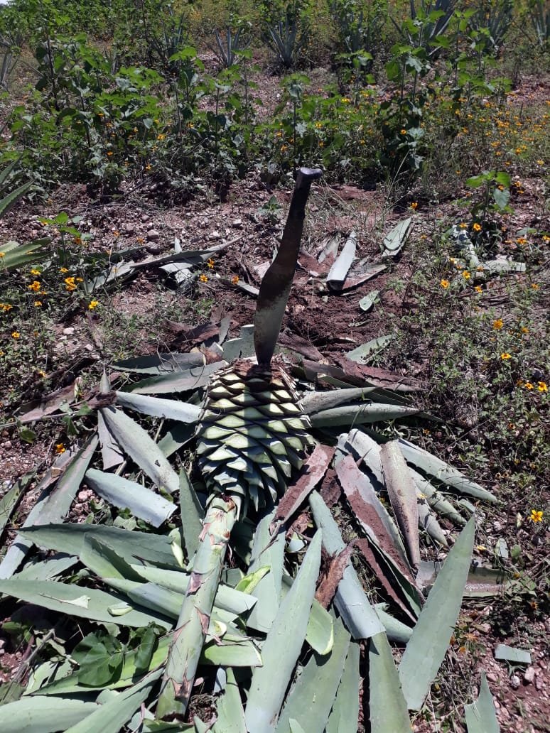 Agave being harvested for mezcal production