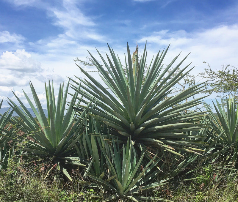 wild agave plants growing in the wild
