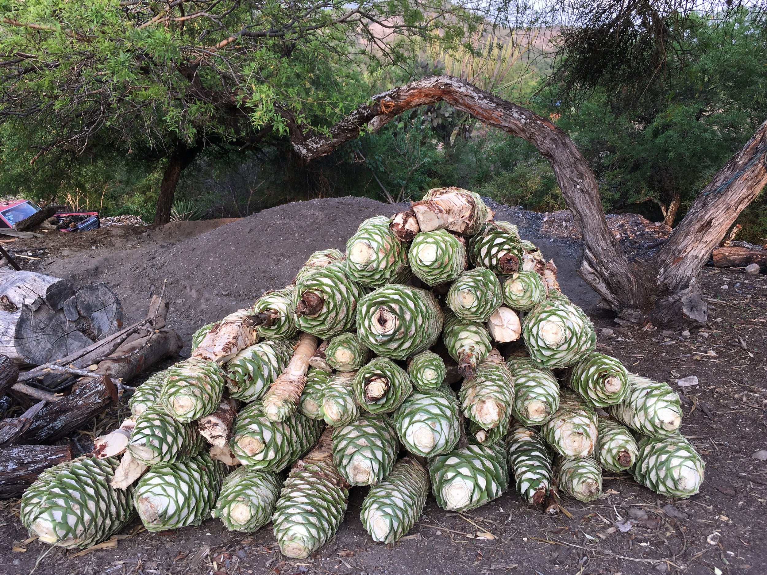 Madrecuixe piñas ready for the roast