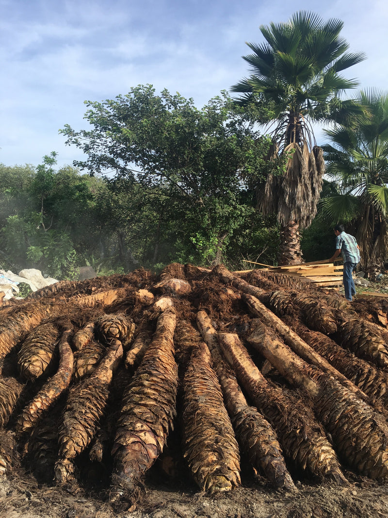 Freshly roasted Madrecuixe for mezcal