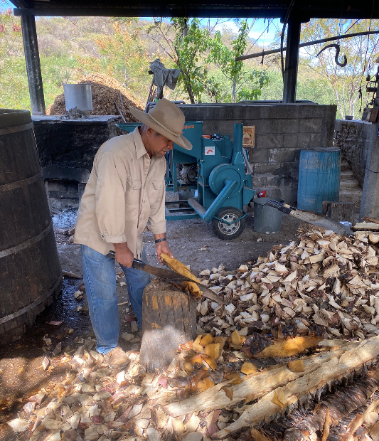 A man hand cutting Pina's with a machete for mezcal production 