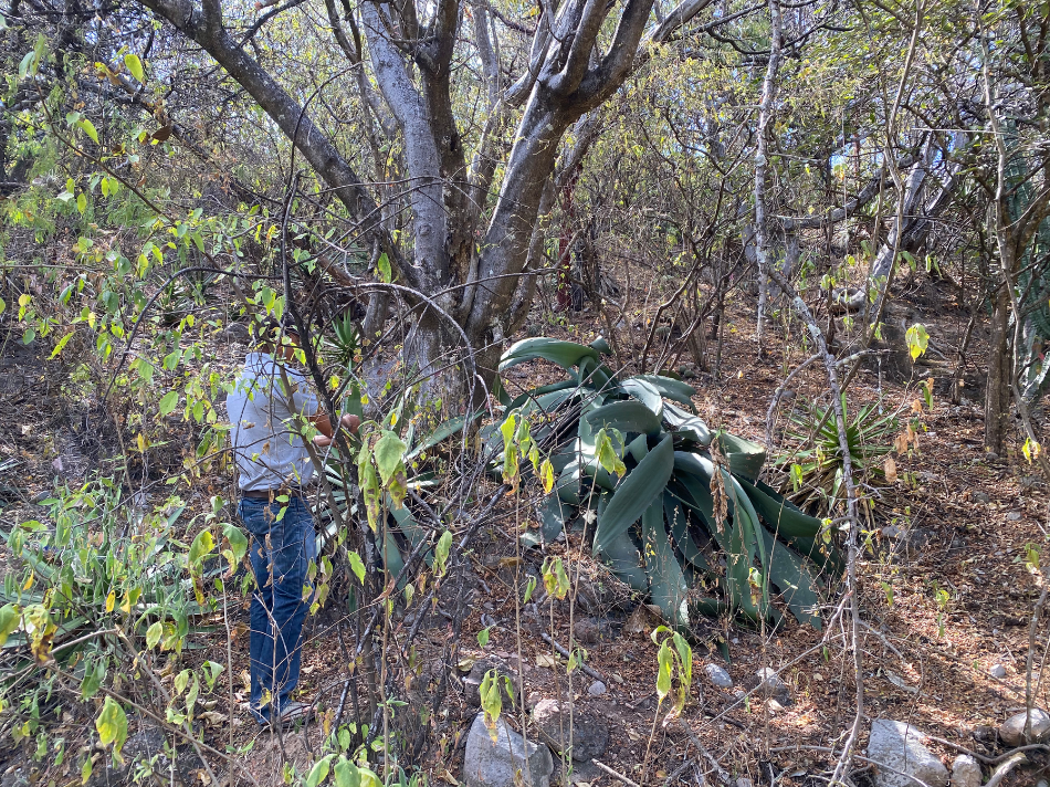 A man in the bush of Mexico surrounded by plants and trees