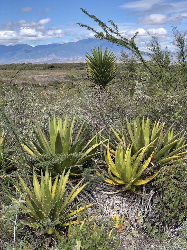 Agave growing in a field ready to be harvested to make mezcal