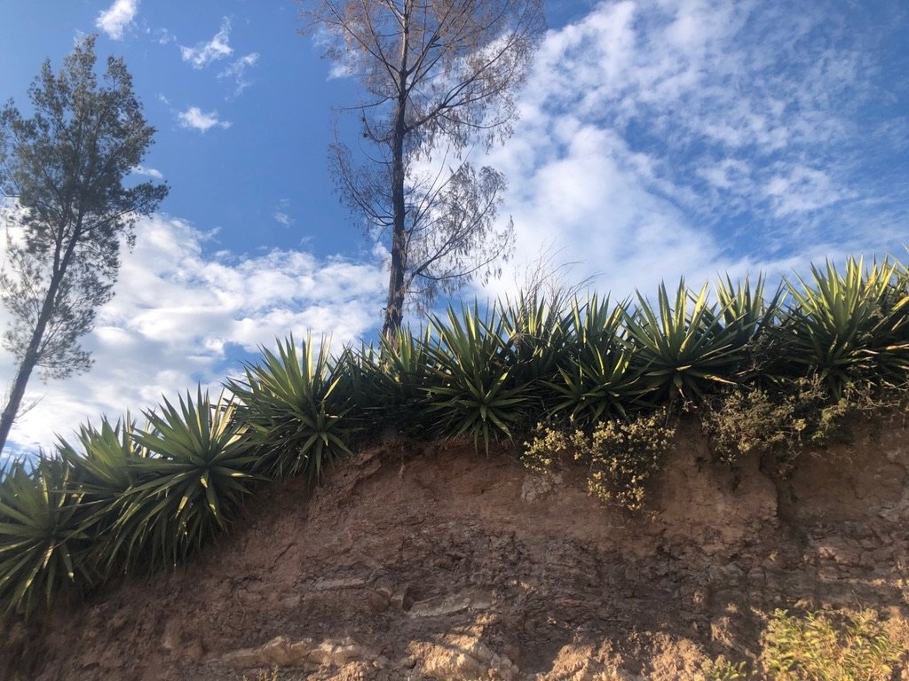 A row of Agave plants