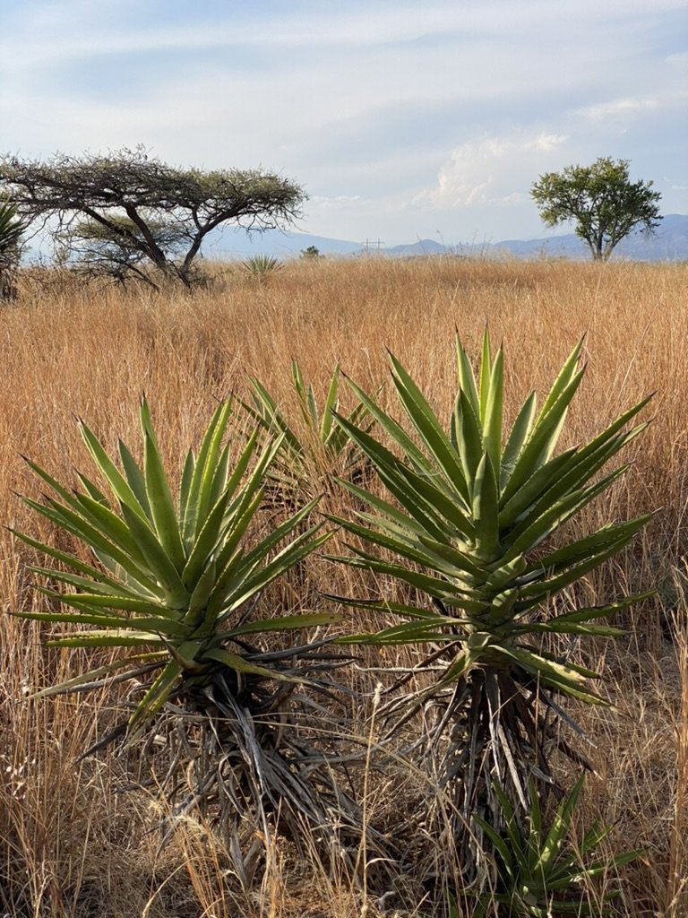 Young Cuishe growing wild