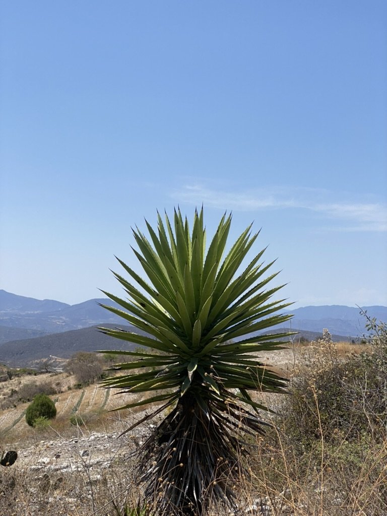 Agave In the hills of Miahuatlán